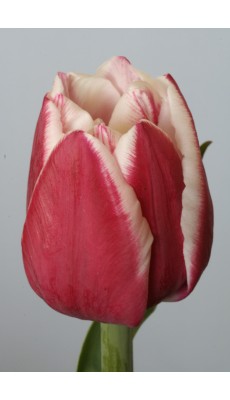 WIROSA
